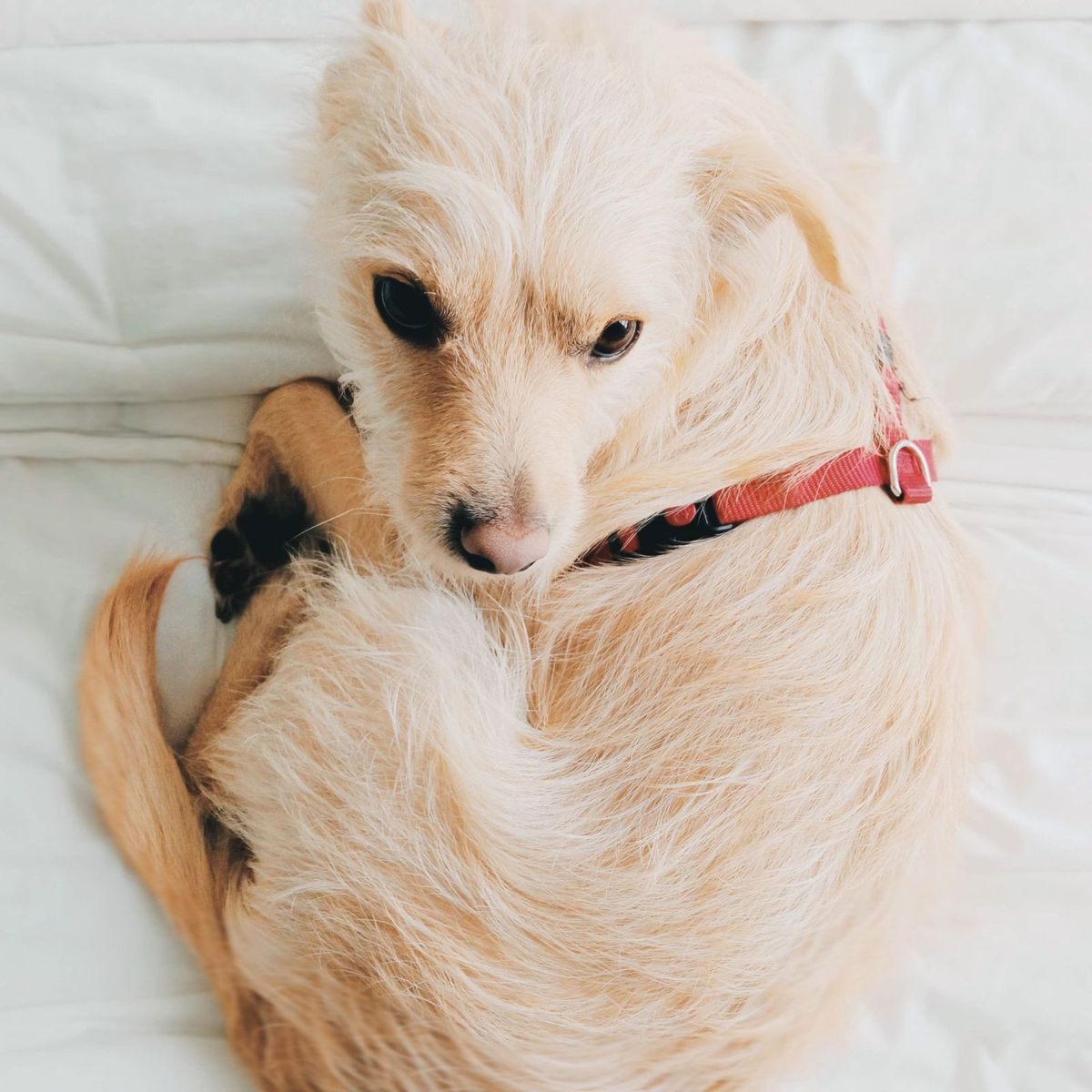 A dog resting calmly at home